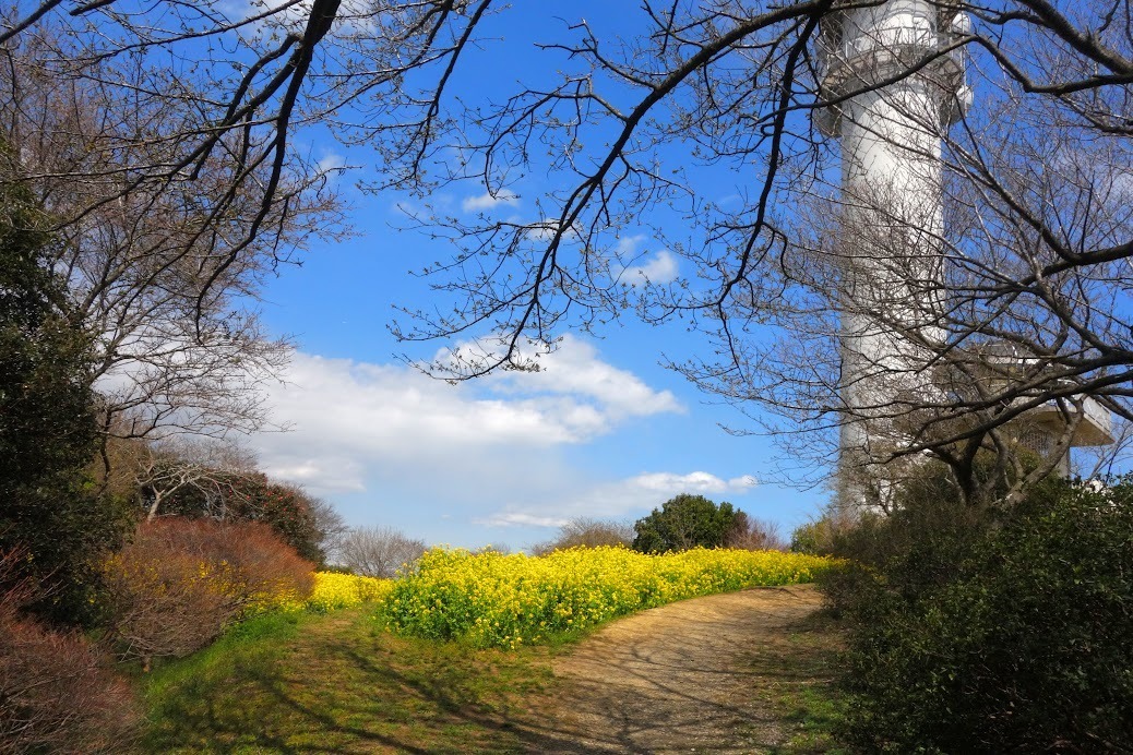 絵本のような 大楠山菜の花ハイキング 日々物見遊山