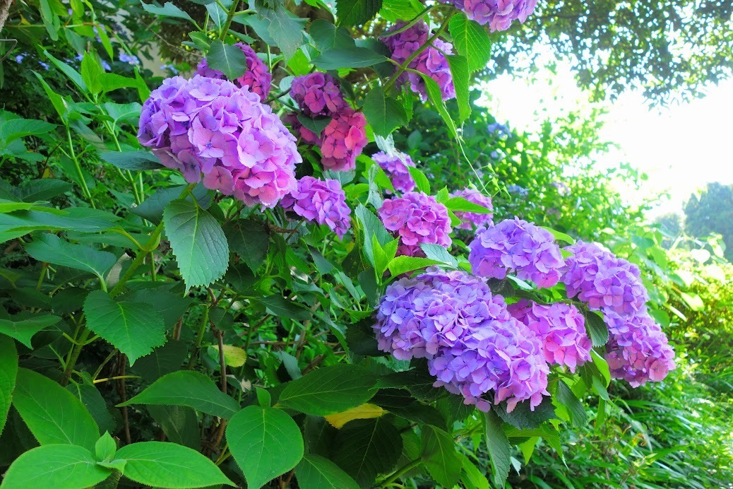 鎌倉紫陽花寺 成就院と御霊神社 日々物見遊山